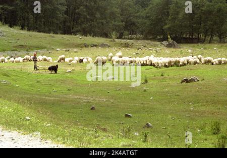 Herde von Schafen und Hirten in Arges County, Rumänien Stockfoto