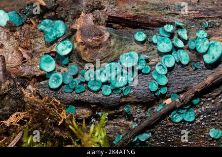 Kleinstäugiger Grünling, der viele schalenförmige, meerblaue Fruchtkörper nebeneinander auf Baumstamm quält Stockfoto