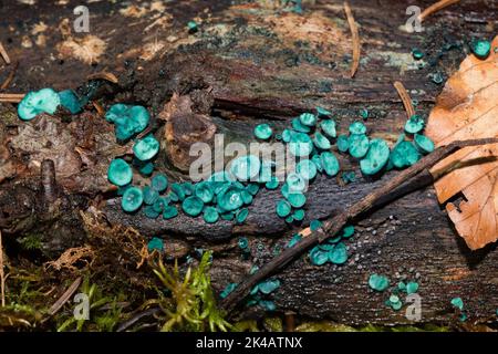 Kleinstäugiger Grünling, der viele schalenförmige, meerblaue Fruchtkörper nebeneinander auf Baumstamm quält Stockfoto