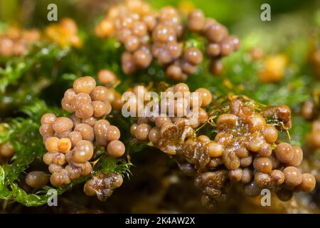 Fadenfruchtschleim schimmelt viele kugelförmige gelb-braune Fruchtkörper nebeneinander auf grünem Moos Stockfoto