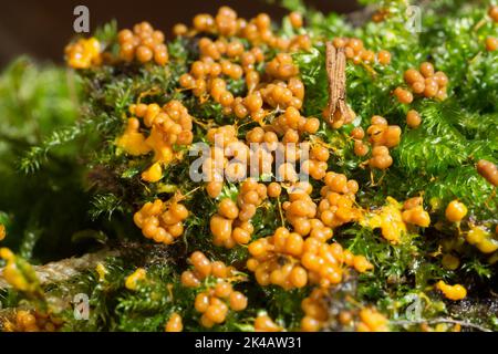 Faden Fruchtschleim Schimmel viele kugelige gelb-orange Fruchtkörper nebeneinander auf grünem Moos Stockfoto