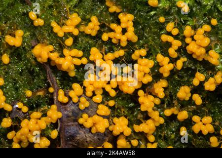 Fadenfruchtschleim schimmelt viele kugelige gelbe Fruchtkörper nebeneinander auf grünem Moos Stockfoto