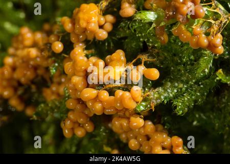 Faden Fruchtschleim Schimmel viele kugelige gelb-orange Fruchtkörper nebeneinander auf grünem Moos Stockfoto