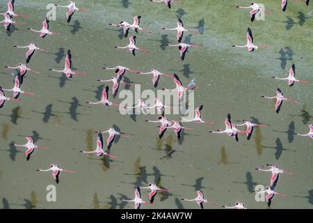 Eine Gruppe kleiner Flamingos, die über einen Sodasee im Rift Valley, Kenia, fliegen Stockfoto