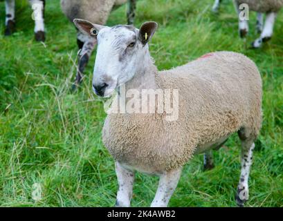 Ein hübscher Blick auf die britische Landschaft, Clitheroe, Lancashire, Großbritannien, Europa Stockfoto