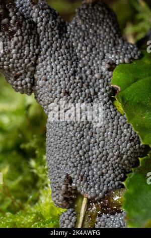 Grauer Gras Schleim Schimmel Fruchtkörper viele aschige graue kugelförmige Fruchtkörper auf Zweig und grünem Blatt Stockfoto