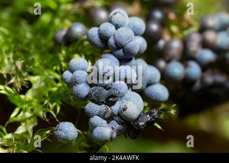 Faden Fruchtschleim Schimmel mehrere kugelige blaue Fruchtkörper nebeneinander auf grünem Moos Stockfoto