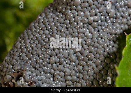 Grauer Gras Schleim Schimmel Fruchtkörper viele ashige graue kugelförmige Fruchtkörper Stockfoto