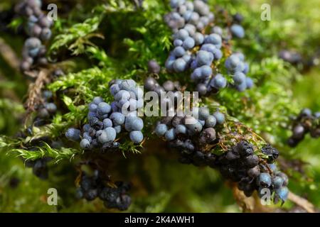 Fadenfruchtschleim schimmelt viele kugelblaue Fruchtkörper nebeneinander auf grünem Moos Stockfoto