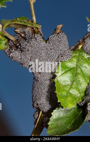 Grauer Gras Schleim Schimmel Fruchtkörper viele aschige graue kugelförmige Fruchtkörper auf Zweig und grünem Blatt gegen blauen Himmel Stockfoto