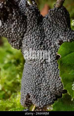 Grauer Gras Schleim Schimmel Fruchtkörper viele aschige graue kugelförmige Fruchtkörper auf Zweig und grünem Blatt Stockfoto