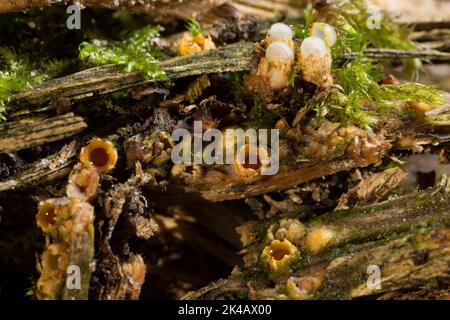 Ballrolle mehrere geschlossene und offene Fruchtkörper mit brauner Sporenkugel auf verfaulten Baumstamm Stockfoto