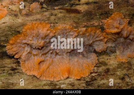 Orange Kamm Pilz orange Fruchtkörper auf Baumstamm Stockfoto