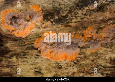 Orange Kamm Pilz orange Fruchtkörper auf Baumstamm Stockfoto