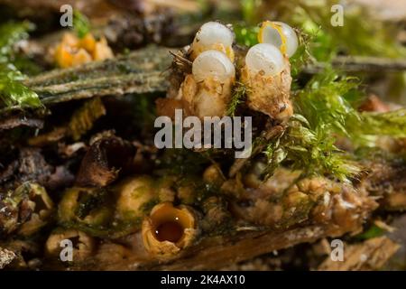 Ball Caster einige geschlossen und geöffnet Fruchtkörper mit braunen Sporenball auf faulen Baumstamm Stockfoto