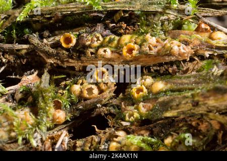 Ballrolle mehrere geschlossene und offene Fruchtkörper mit brauner Sporenkugel auf verfaulten Baumstamm Stockfoto