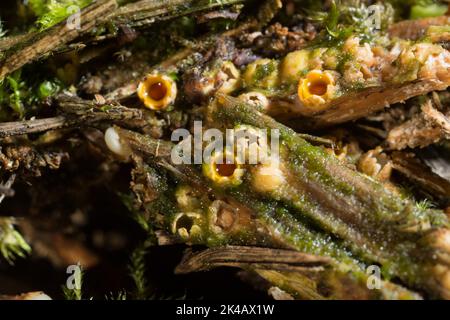 Ball Caster einige geschlossen und geöffnet Fruchtkörper mit braunen Sporenball auf faulen Baumstamm Stockfoto