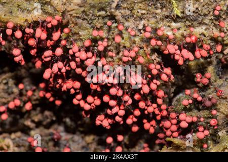 Backstein roten Stiel Schleim Schimmel viele Fruchtkörper mit roten Stielen und Kappen nebeneinander auf Baumstamm Stockfoto