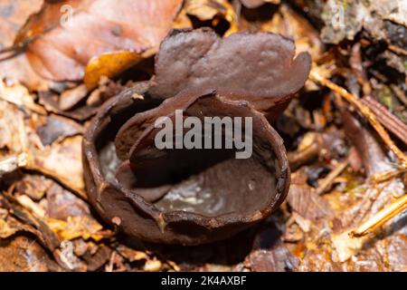 Kastanienbraune Kügelchen, Ohrenkügelchen dunkelbrauner schalenförmiger Fruchtkörper in hellbraunen Herbstblättern Stockfoto