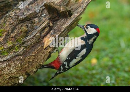 Großer gefleckter Specht-Männchen, der am Baumstamm hängt und links schaut Stockfoto