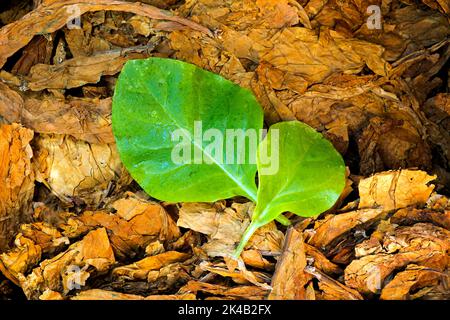 Getrockneter Kulturtabak (Nicotiana tabacum) der Sorte Samsoun mit frischen Tabakblättern Stockfoto