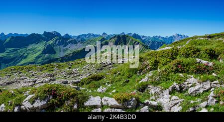 Rhododendron, Koblat-Höhenweg am Nebelhorn, Allgäuer Alpen, Allgäu, Bayern, Deutschland Stockfoto