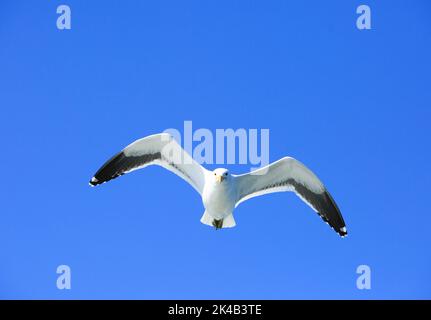 Hartlaub-Möwe (Chroicocephalus hartlaubii) im Flug, mit Flügeln vor einem leuchtend blauen Himmel, Walvis Bay, Namibia Stockfoto