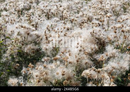 Cirsium arvense. Feld mit verblassenem schleichenden Distel. Wildblumen auf dem Feld. Schleichende Distel mit flauschigen Saatköpfen Stockfoto