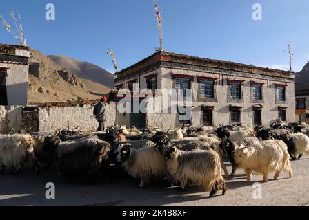 Traditionelle Straßenszene mit Schafherden in einem Dorf in der Nähe von Tingri am Mount Everest, Tibet, China Stockfoto