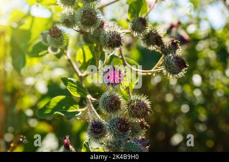 Arctium lappa wird gemeinhin als größere Klette bezeichnet. Blühende Klettenblumen auf natürlichem Pflanzenhintergrund Stockfoto