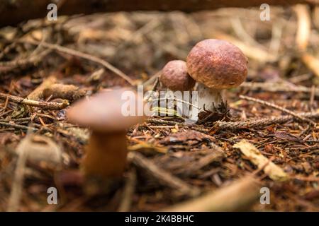 Nahaufnahme des erstaunlichen essbaren Pilzes boletus edulis bekannt als Penny Bun in Wald mit verschwommenem Hintergrund in der Tschechischen Republik. Essbarer Pilz. Stockfoto