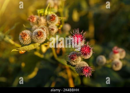 Arctium lappa wird gemeinhin als größere Klette bezeichnet. Blühende Klettenblumen auf natürlichem Pflanzenhintergrund Stockfoto