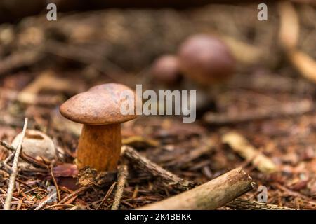 Nahaufnahme des erstaunlichen essbaren Pilzes boletus edulis bekannt als Penny Bun in Wald mit verschwommenem Hintergrund in der Tschechischen Republik. Essbarer Pilz. Stockfoto