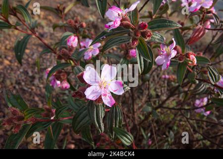 Melastoma-Blüten am Morgen haben noch Tau auf den Blütenblättern Stockfoto