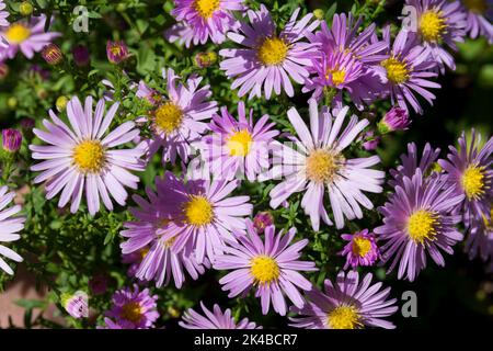 Schöne lila Blüten Aster im Garten an einem sonnigen Herbsttag. Natürliches und florales Hintergrundkonzept. Nahaufnahme, selektiver Fokus Stockfoto