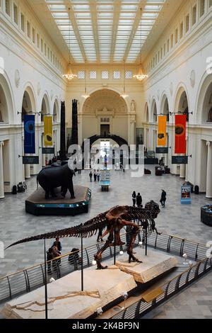 Der T Rex-Rex, der vollständigste zu entdeckende Tyrannosaurus-Rex, hat einen prominenten Platz in der Lobby des Field Museum of Natural History Chicago Stockfoto