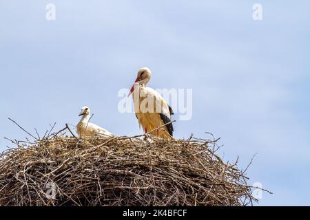 Störche Ciconia ciconia auf ihrem Nest auf einem Kirchturm in der spanischen Stadt Abejar Spanien Stockfoto