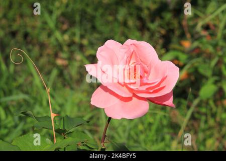 Nahaufnahme wunderschöne rosa Rose im Rücken auf dem verschwommenen Hintergrund. Ein abstrakter Hintergrund einer Nahaufnahme von schönen weichen Farben. Stockfoto