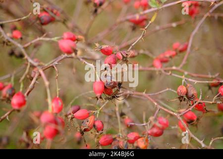 Die Rose des Hundes und die Hagebutten des Hundes. Hundsrosen-Kraut im Herbst. Stockfoto