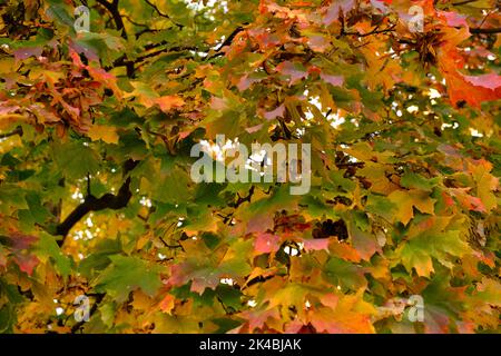 Bunte Bäume in Herbstlandschaft in tiefem Wald. Die Herbstfarben im Wald schaffen eine herrliche Aussicht. Herbstansicht in der Natur Stockfoto