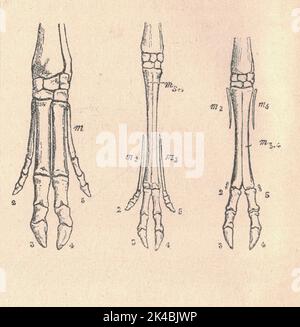 Antike gravierte Illustration des Beinskeletts - Schwein, Reh und Schaf. Vintage-Illustration des Beinskeletts - Schwein, Reh und Schaf. Antikes graviertes Bild des Tieres. Einschließlich Figurenlegende. Stockfoto