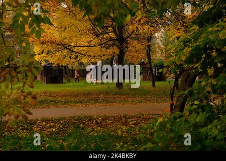Frau, die mit einem Hund im Herbstpark mit orangefarbenem und gelbem Laub um das Alter von 40 Jahren spaziert, Konzept der Herbstspaziergänge mit Haustieren. Stockfoto