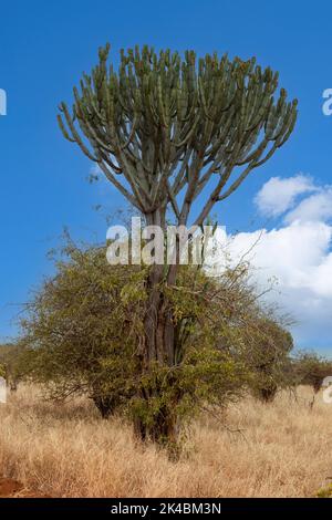 Tansania. Der Tarangire National Park. Kandelaber Baum, Euphorbia, sich auf andere Bäume und Büsche, seiner schwachen Stamm zu unterstützen. Stockfoto