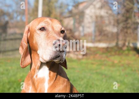 Jagdhund Rasse, ungarische Vizsla Kreuzung. Familie Haustier, sondern auch perfekte Jäger und Zeiger. Hochformat mit Platz für Text. Stockfoto