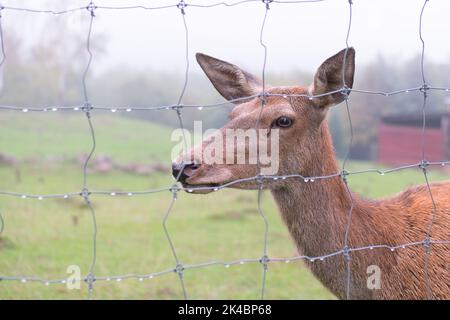 Hirsch Weibchen hinter dem Zaun in Gehege für Tiere im Park. Wildes Tier, das in Gefangenschaft lebt. Platz für Text kopieren. Regentag. Stockfoto