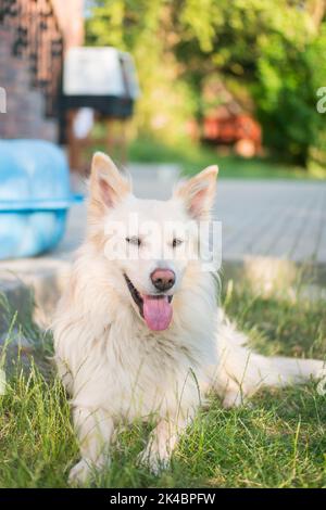 Großer weißer Hund mit Zunge auf dem Gras im Hof. Horizontales Porträt des männlichen Eckzauns. Aus dem Tierheim adoptiert. Stockfoto