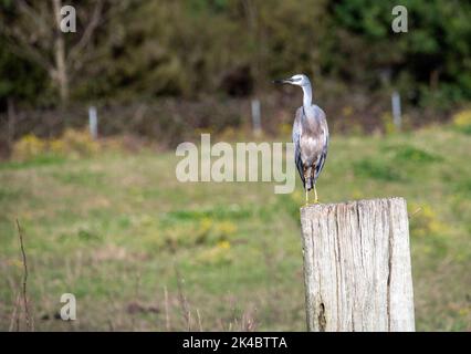 Ein Weißgesichter Reiher (Egretta novaehollandiae) auf einem Holzstand in Sydney, NSW, Australien (Foto: Tara Chand Malhotra) Stockfoto