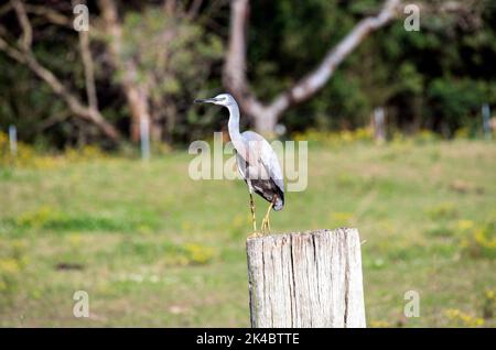 Ein Weißgesichter Reiher (Egretta novaehollandiae) auf einem Holzstand in Sydney, NSW, Australien (Foto: Tara Chand Malhotra) Stockfoto