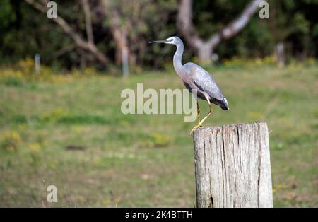 Ein Weißgesichter Reiher (Egretta novaehollandiae) auf einem Holzstand in Sydney, NSW, Australien (Foto: Tara Chand Malhotra) Stockfoto