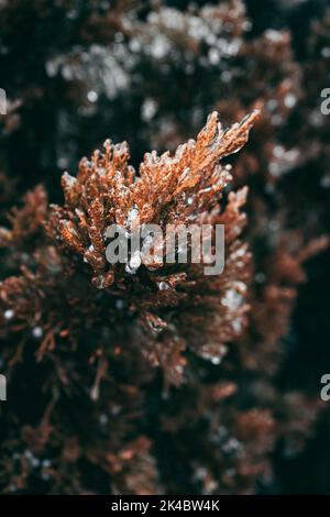 Eine vertikale Aufnahme der Algen Stockfoto